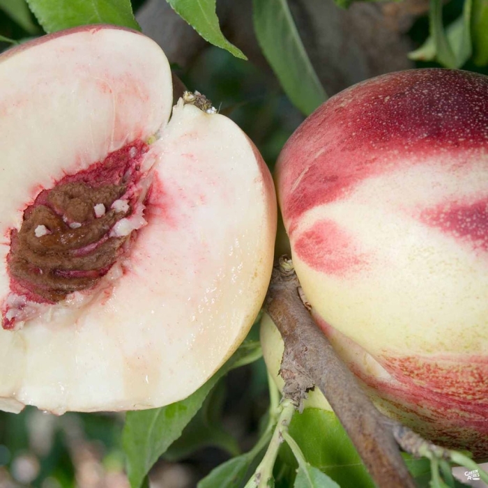 Сорт персика белый лебедь