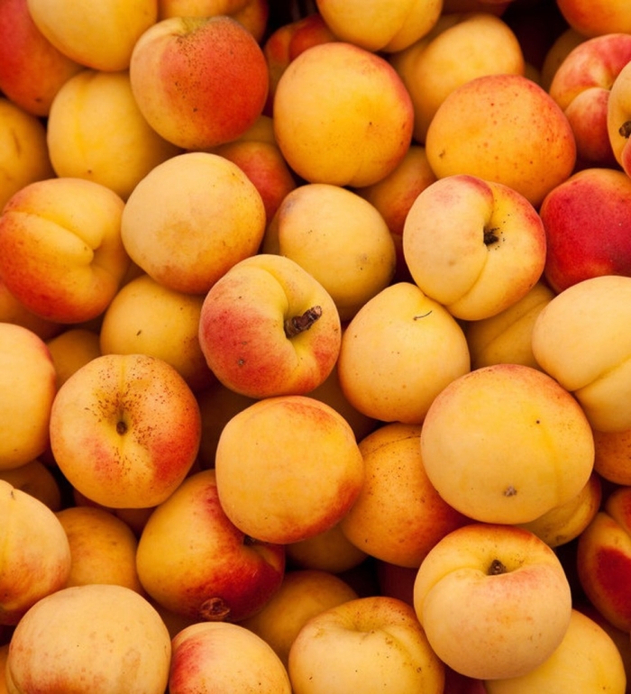 Персик нектарин абрикос