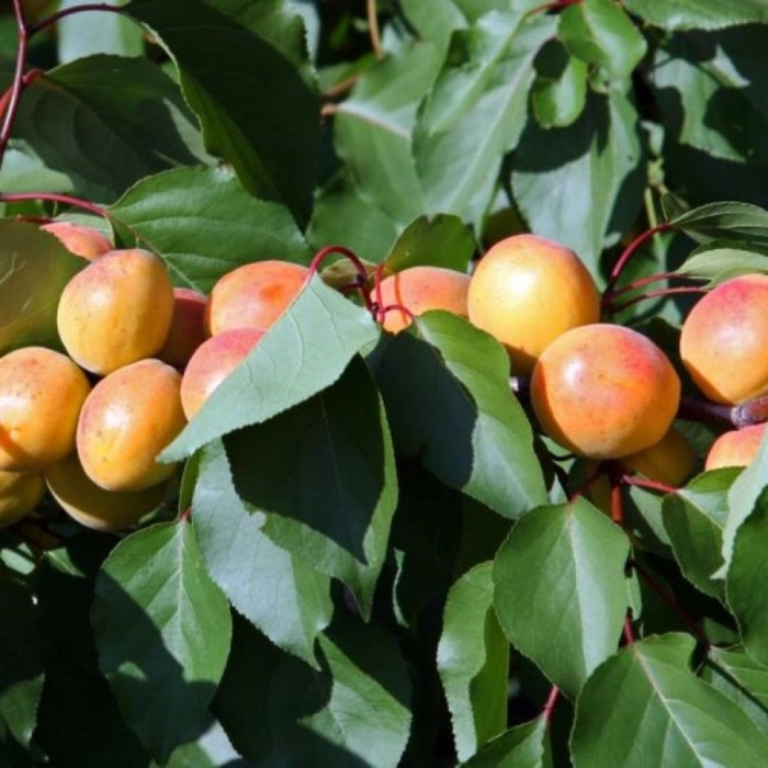 Абрикос графиня