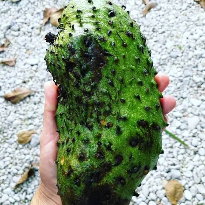 Саусеп гуанабана