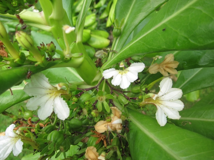 Сцевола таккада