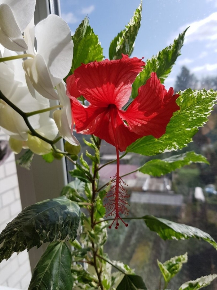 Гибискус каркаде