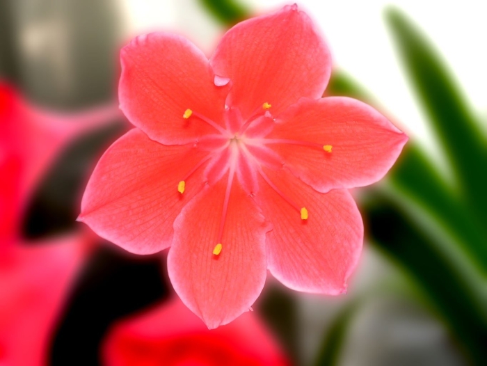 Валлота пурпурная