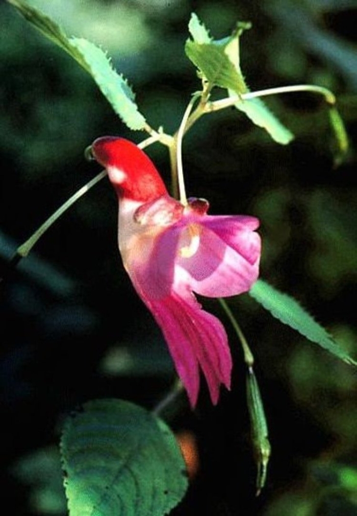 Бальзамин psittacina