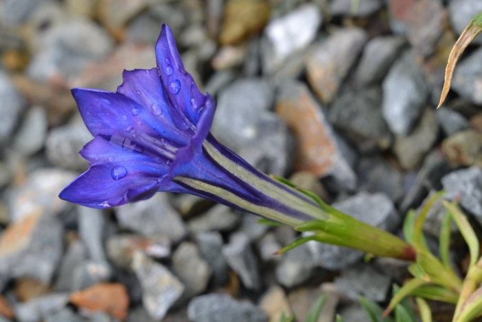 Горечавка арктическая