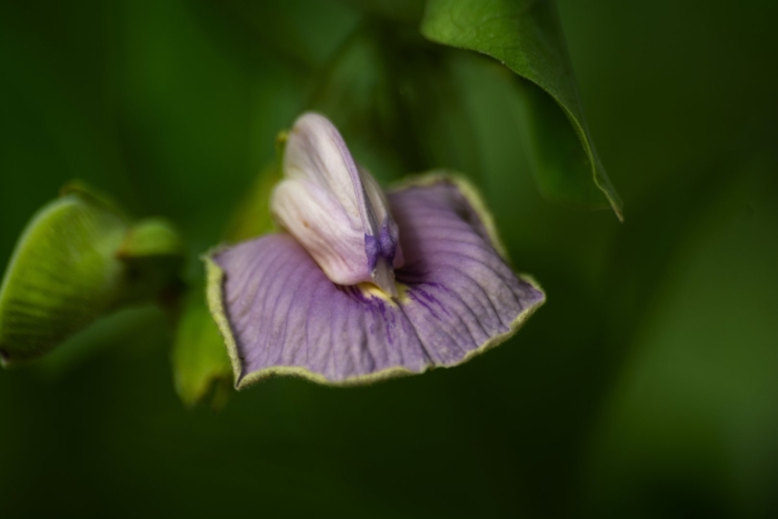 Клитория тройчатая