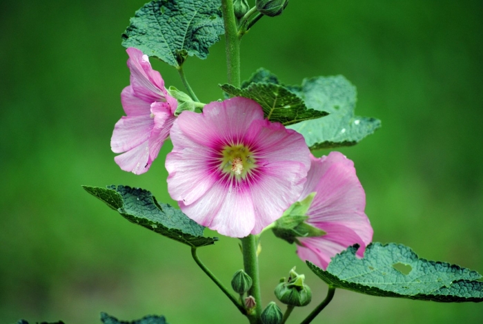 Мальва просвирник