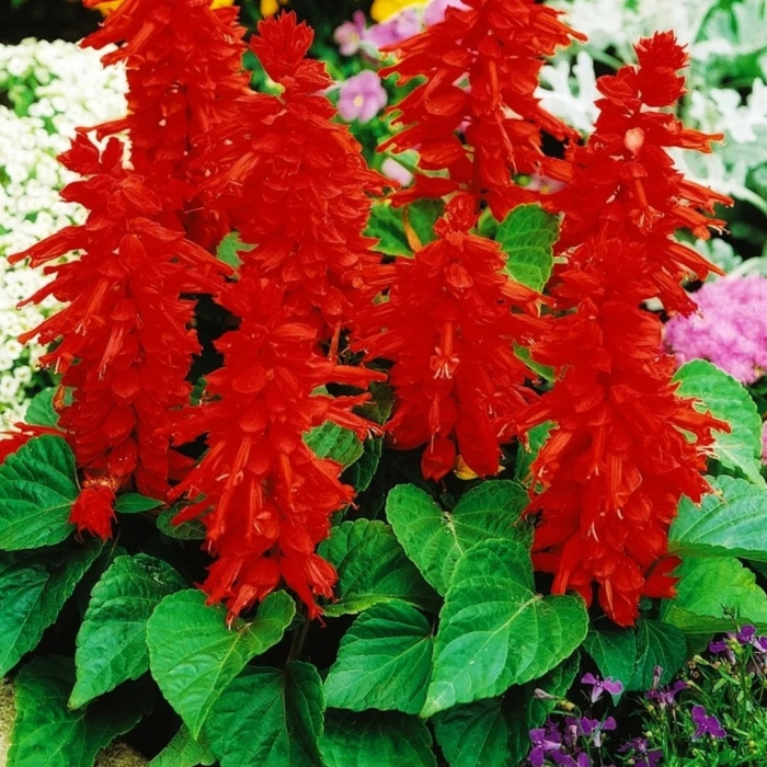 Сальвия сверкающая скарлет