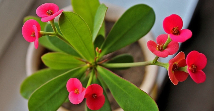 Эуфорбия молочай миля