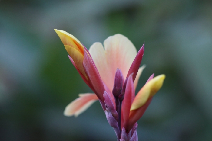 Canna indica flowers