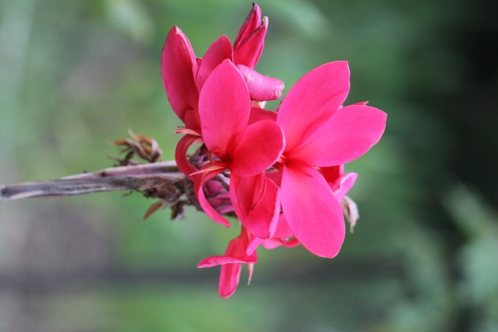 Plumeria rubra