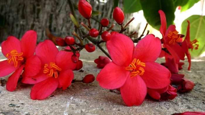 Ятрофа integerrima