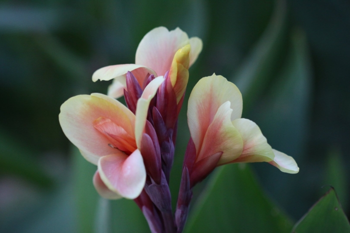 Canna lily