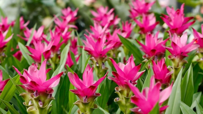 Куркума цветок