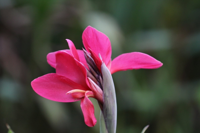 Канна карликовая перкео