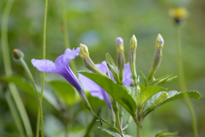 Руэллия тубероза