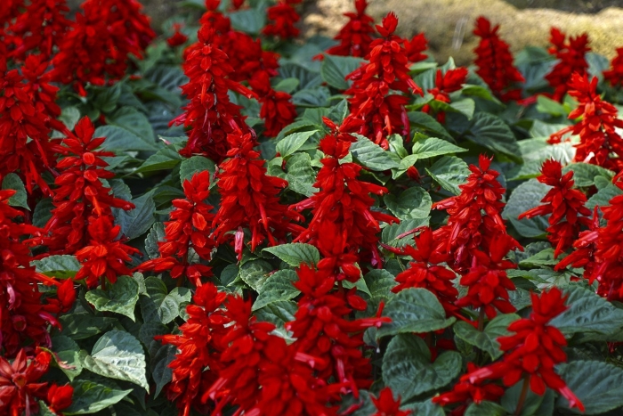 Красная сальвия