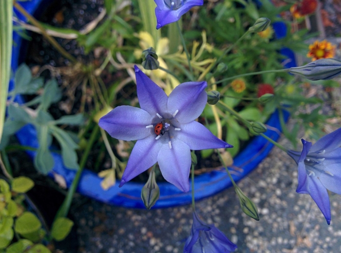 Трителейя куин фабиола