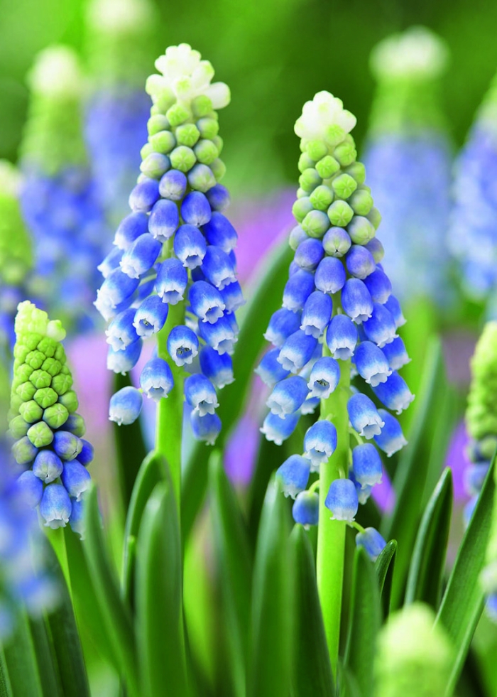 Мускари арменикум