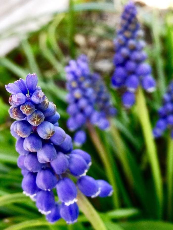 Мускари мышиный гиацинт