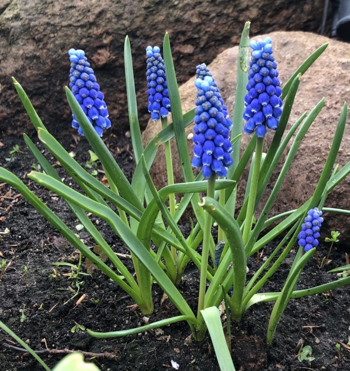 Гиацинт мускари