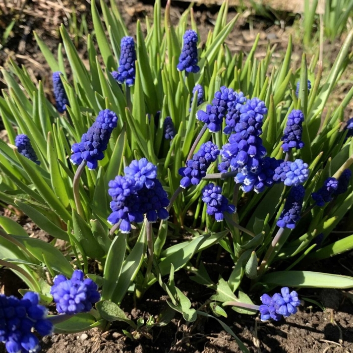 Muscari armeniacum
