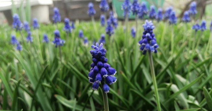 Цветок мышиный гиацинт