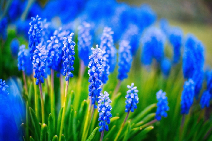 Мускари арменикум