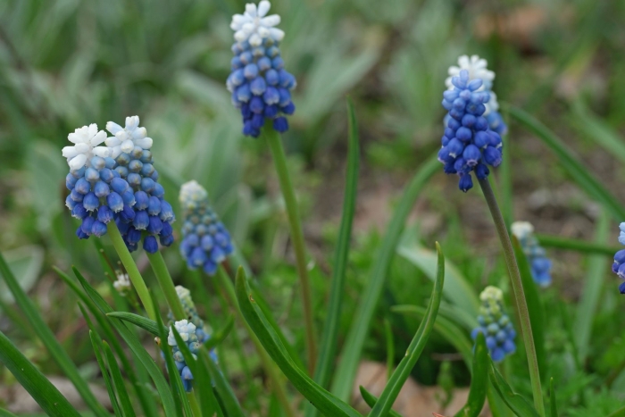 Мускари маунтейн леди