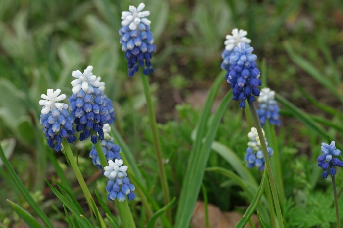 Мускари маунтейн леди