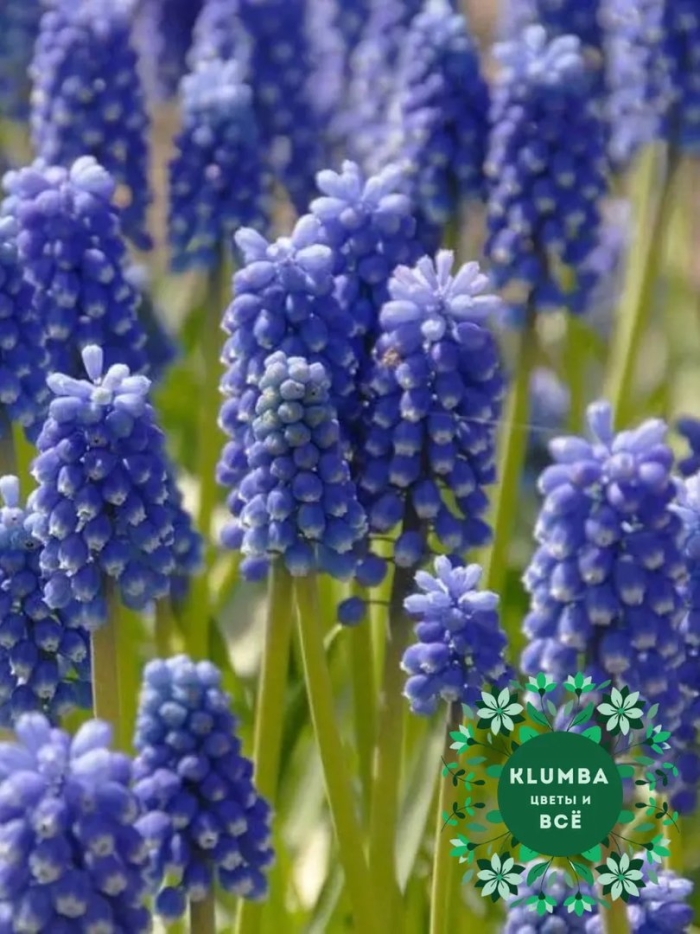 Мускари дак айз