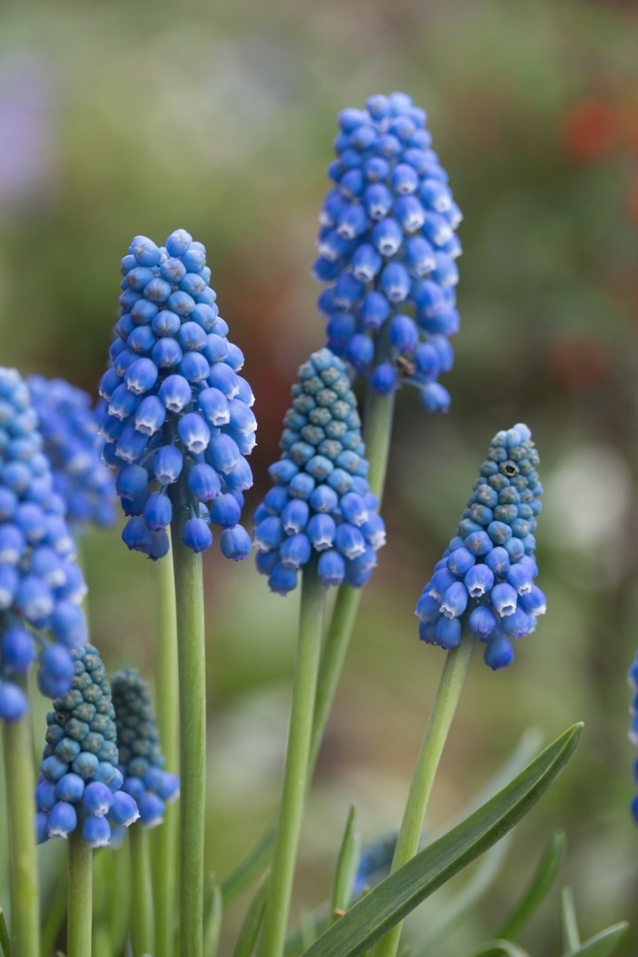 Мускари арменикум