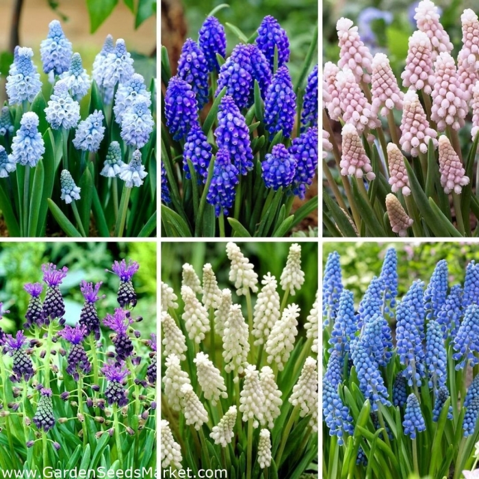 Мускари латифолиум