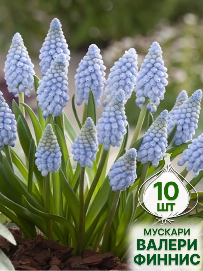 Мускари валери финнис