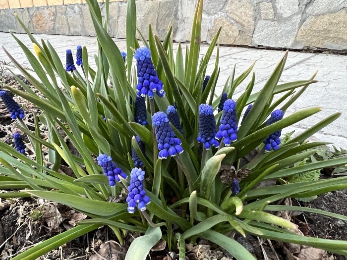 Мышиный гиацинт мускари