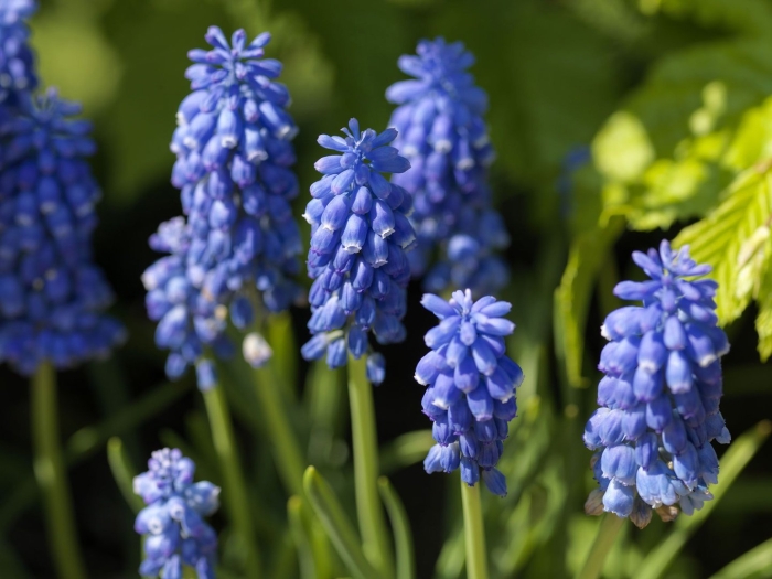 Мускари мышиный гиацинт