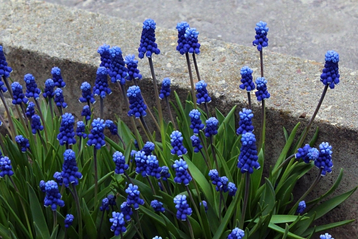 Мышиный гиацинт мускари