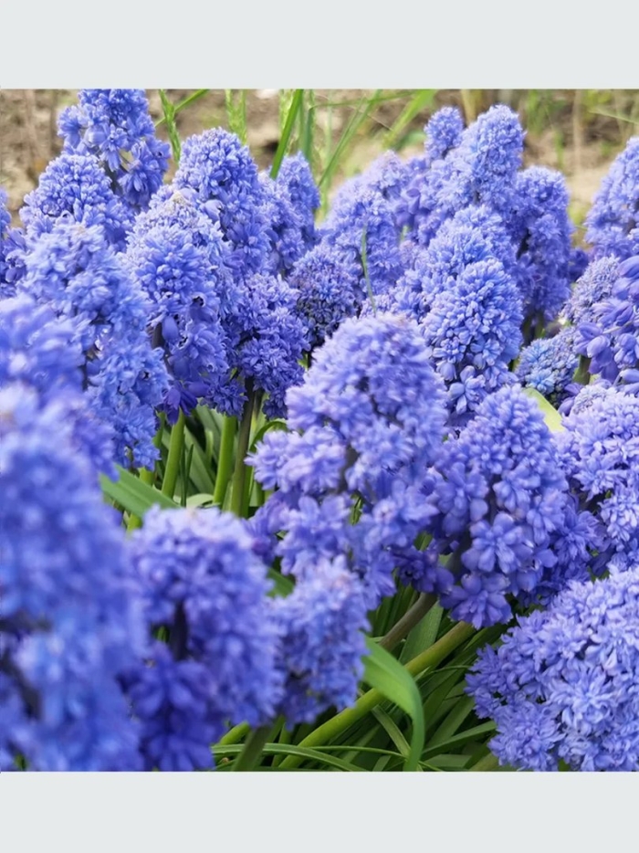 Мускари махровые