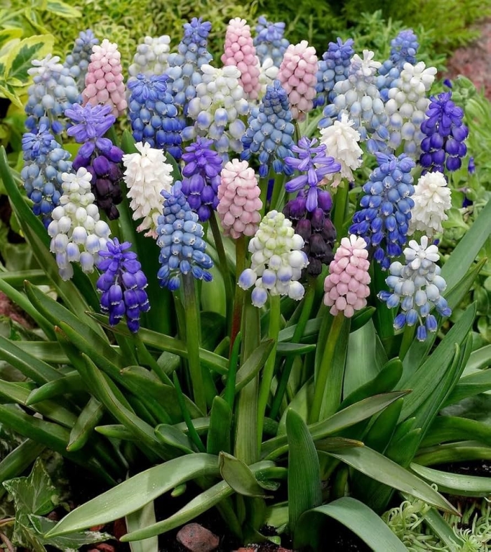 Луковицы мускари