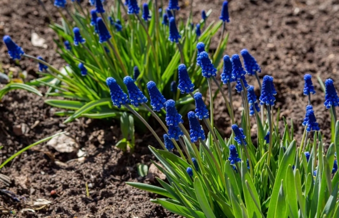 Мускари дарк айс