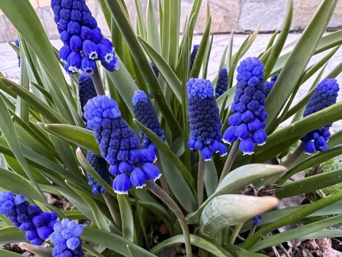 Мышиный гиацинт мускари