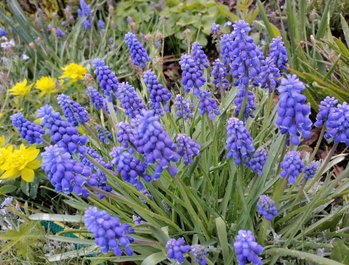 Мускари в саду