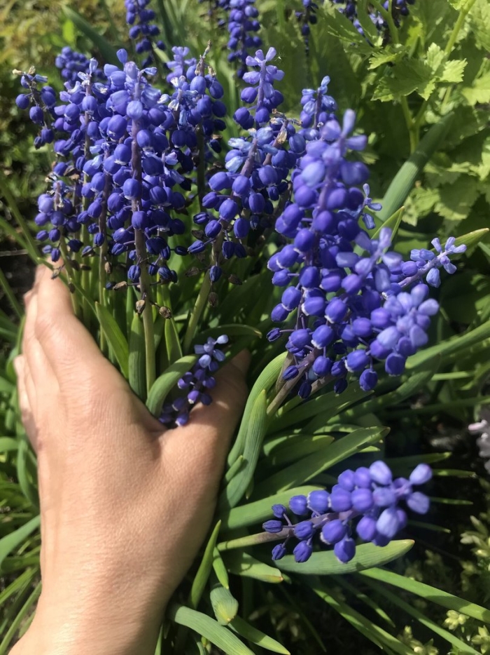 Мышиный гиацинт мускари