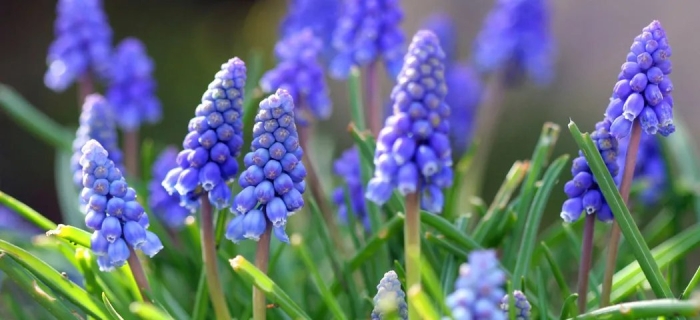 Мускари лазурный альбум