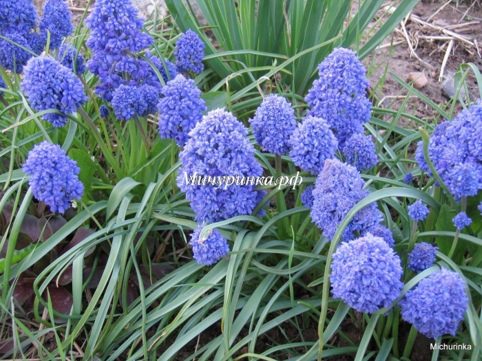 Мускари блю спайк