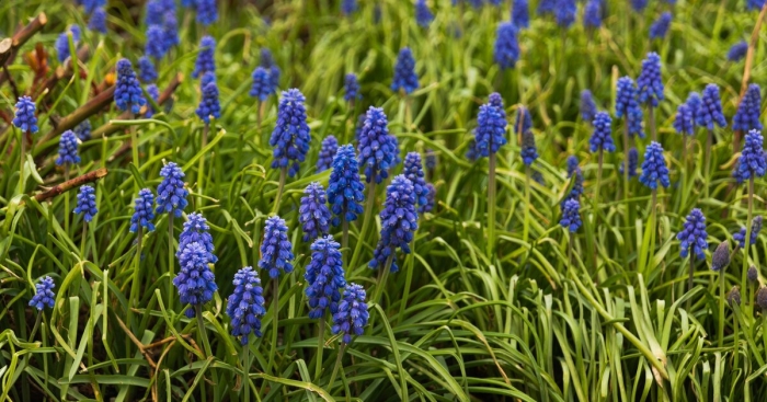 Мускари мышиный гиацинт гадючий лук