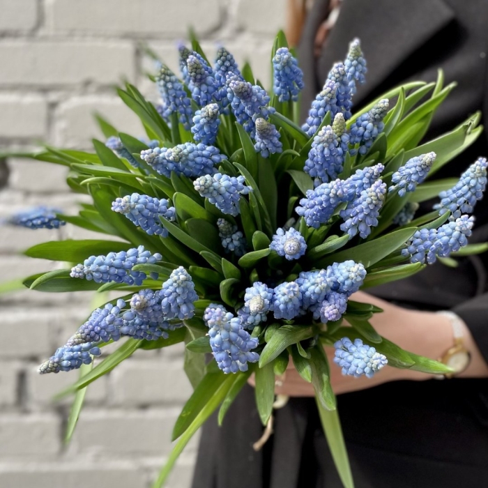 Мускари монобукет