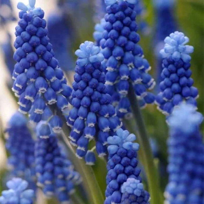 Мышиный гиацинт мускари