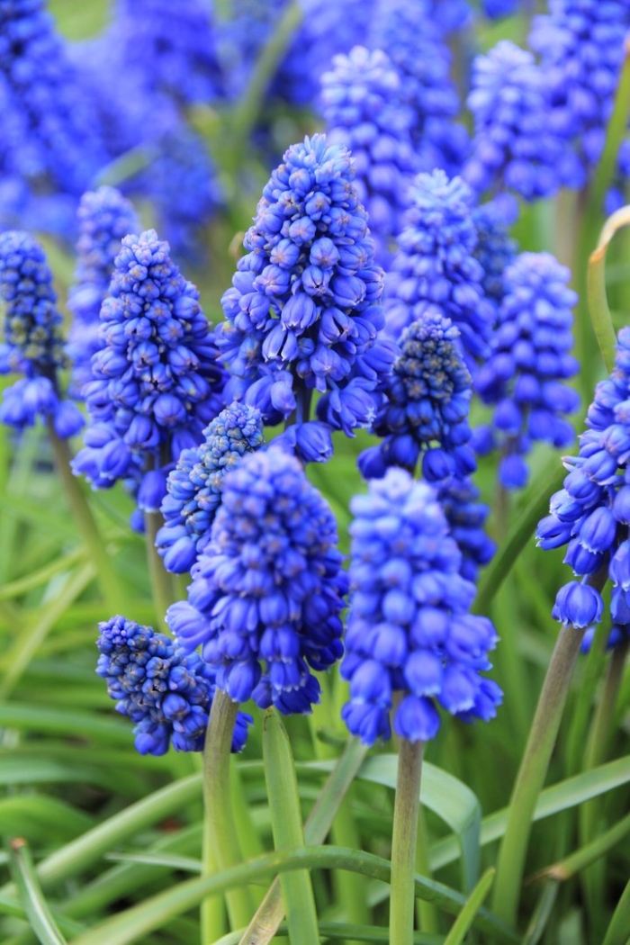 Мускари мышиный гиацинт гадючий лук