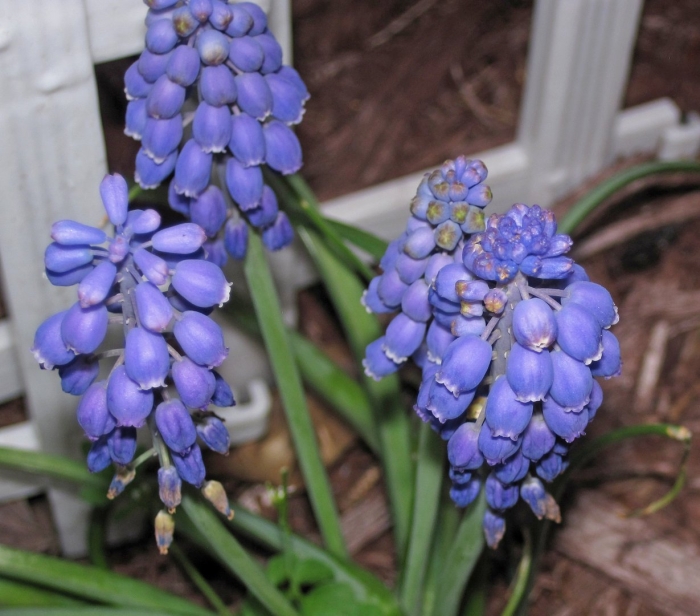 Мускари венус